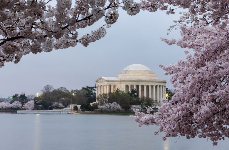 Washington espera el florecer de los cerezos del 22 al 25 de marzo